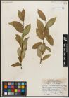 Foto von Salix serissima (L. H. Bailey) Fern.